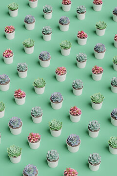 Succulent plants background