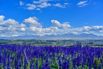 青空バックに満開のマブルーサルビアと十勝連峰のコラボ情景＠富良野、北海道