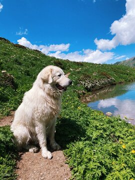 Maremma Sheepdog sitting by the lake in the mountains