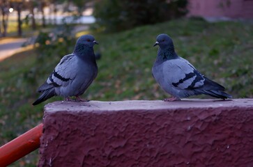 
pigeon