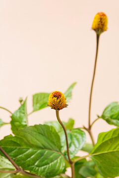 Closeup Acmella oleracea flowering herb