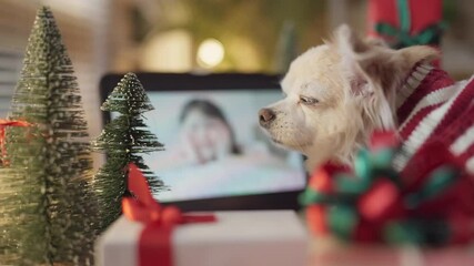senior happy chihuahua dog relax smile missing his owner family using digital tablet screen remote talk to family person online VoIP in Xmas festive party,dog using tablet sit with presents boxes 