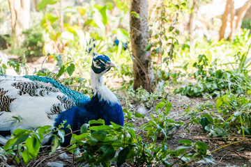 peacock in the park
