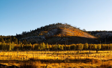 Charred remnants of trees on hillside and meadow in Flagstaff, Arizona. 