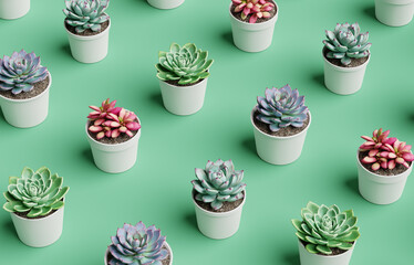 Succulent plants background