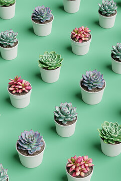 Succulent plants background