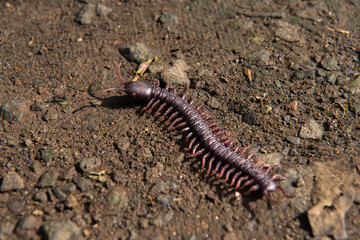 Close up view of centipede