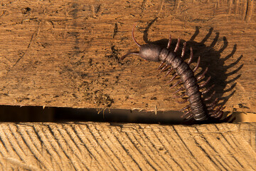 Close up view of centipede