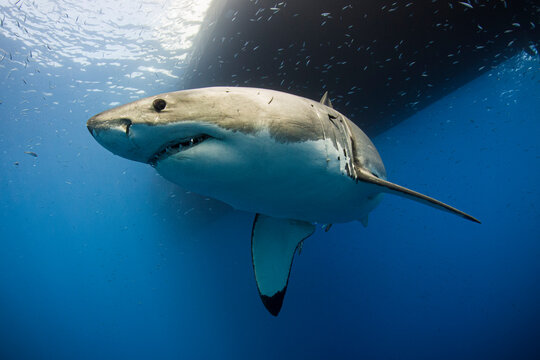 Great White Shark