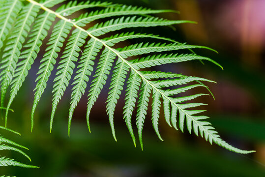  Australian fern leaf