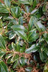 Obraz premium Cornus alba, commonly called tatarian dogwood, is a rapid-growing, multi-stemmed, suckering, deciduous shrub