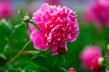 Blooming peony, very beautiful