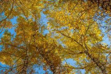 autumn leaves in the sky. Leaves of birch trees in autumn in a grove. Yellow leaves of birches against a blue sky.