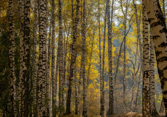 Mystical landscape in the autumn birch forest. Birch autumn forest in the mountains. yellow foliage and white birch trunks. Play of light and yen in an autumn birch grove.