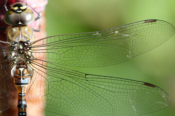 Extreme close-up of dragonfly wing