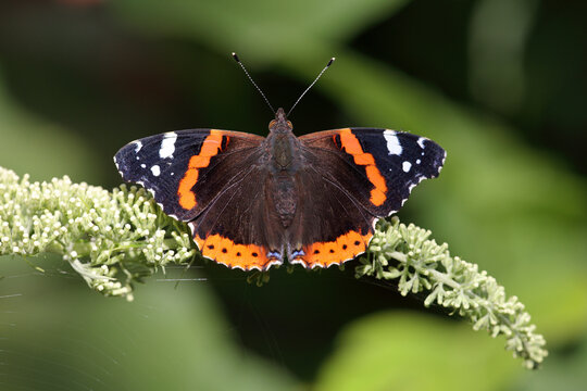 Butterfly on buddleia flower.
