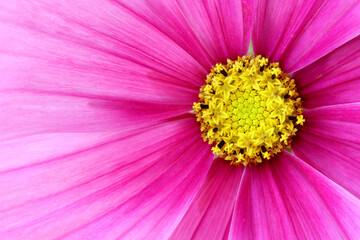 Cosmos flower macro
