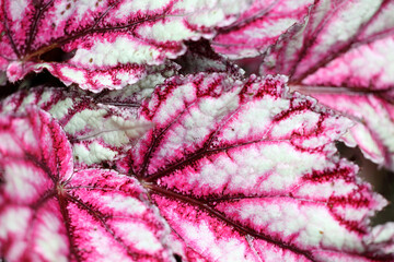 Vibrant pink begonia foliage