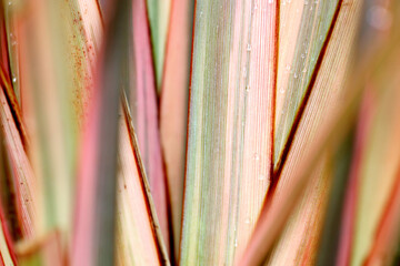 Colroful foliage of a phormium plant.