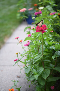 A Beautiful Butterfly In A Summer Flower Garden