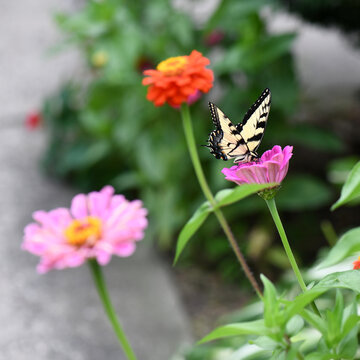 A Butterfly Drinks From A Pink Zinnia Flower