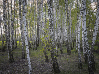 Fototapeta premium Birch Bark the Best Backgrounds