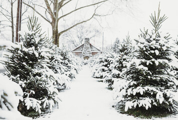 Snow covered tree farm
