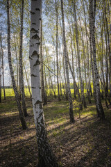 Birch Bark the Best Backgrounds