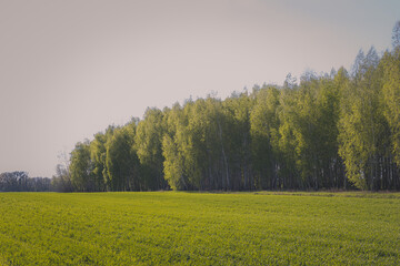 Birch Grove and Wheat Field