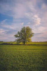 Fototapeta na wymiar Lonely Tree on a Green Field