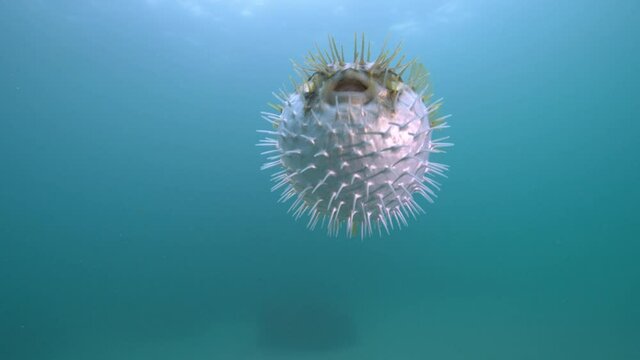 Puffer Fish puffed up in the ocean