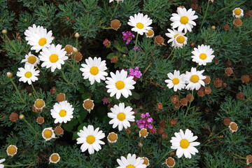 Bed of bright white daisies and some pink flowers in between