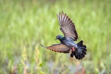 Image of pigeon flying on nature background. Bird, Animals.