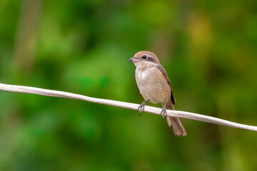 Image of brown shrike (Lanius cristatus) on nature background. Bird. Animals.