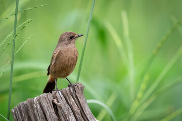 Image of Asian Brown Flycatcher (Muscicapa dauurica) on stump on nature background. Bird. Animals.