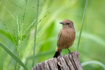 Image of Asian Brown Flycatcher (Muscicapa dauurica) on stump on nature background. Bird. Animals.