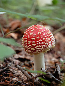 Close-up shot of fly agaric mushroom in the forest