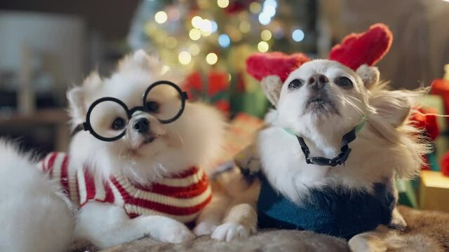 cute chihuahua dog and white pomeranian wear red tshirt smile and joyful sit remasl on sofa couch with christmas tree decorating light bokeh and colorful present gift box festive chirstmas background