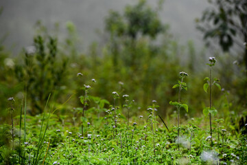 View of the forest from the mountain.