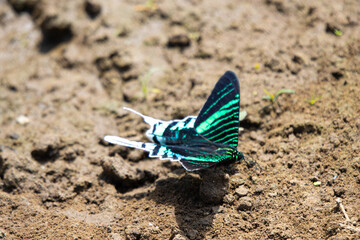 swallow tail moth, a wanderfull criature, amazon buterfly