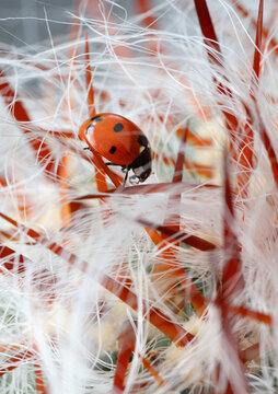 Ladybird on cactus