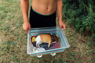 Dead guinea pig in box. 