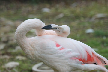 flamingo in the zoo