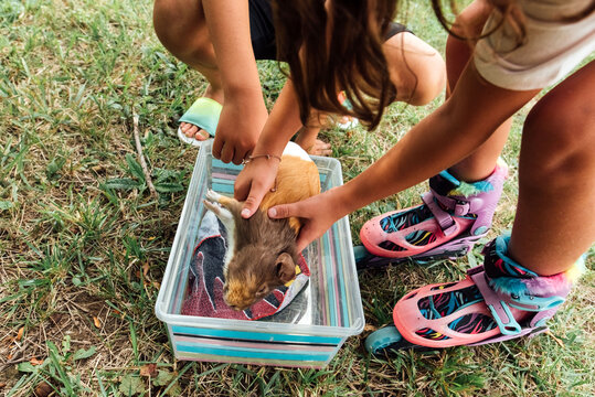 A small, calico guinea pig passed away. 