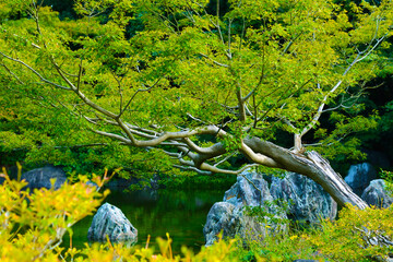 日本庭園もみじの木と池