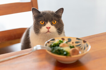British shorthair cat lying at the table