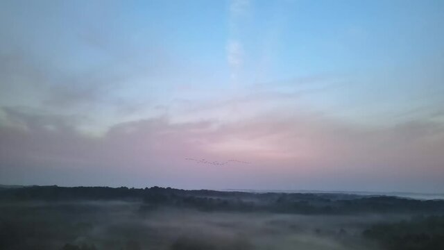 Flock of birds, Cananda Geese, flying over misty forest, pink clouds. Aerial pan down