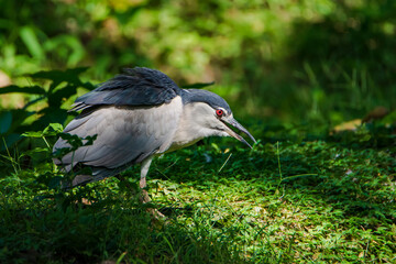 Black-crowned Night Heron (Nycticorax nycticorax) on the ground.