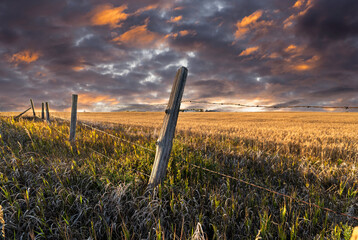 A barbed wire fence on a wheat field on the Canadian Prairies in Wheatland County Alberta.