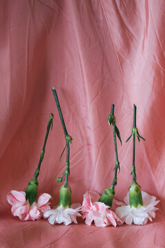 Row of pink and white carnations